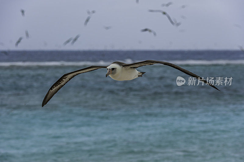 The Flying Laysan Albatross, Phoebastria immutabilis, is a large seabird that ranges across the North Pacific. Papahānaumokuākea Marine National Monument, Midway Island, Midway Atoll, Hawaiian Islands